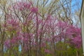 Illinois Early Spring Woodland Redbud Trees in Bloom