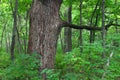 Illinois Forest Background Royalty Free Stock Photo