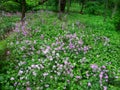 Illinois Forest Wildflower Landscape Royalty Free Stock Photo