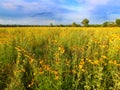 Illinois Prairie Flowers in Bloom Royalty Free Stock Photo