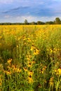 Illinois Prairie Flowers in Bloom