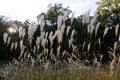 Illinois prairie grass