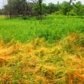 Illinois Prairie Overgrown with Dodder Royalty Free Stock Photo