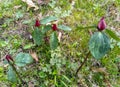 Illinois Prairie Trillium Wildflowers