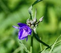 Illinois Prairie Wildflower