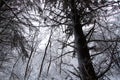 Illinois Snowy Forest Landscape Royalty Free Stock Photo