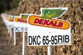 Illinois, USA, October 2020 - Rows of Dekalb chemical signs in Midwest corn field, with dried brown feed corn on stalks Royalty Free Stock Photo