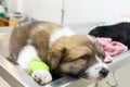 Illness puppy with catheter at its leg