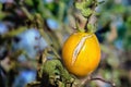 Illness yellow tomato Royalty Free Stock Photo