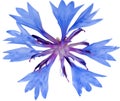 Illuatration with single blue chicory flower Royalty Free Stock Photo