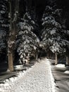 An illuminate road in a night forest surrounded by tall pines covered with fluffy snow.