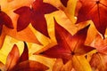 Illuminated autumn leaves with glowing colours Royalty Free Stock Photo