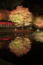 Illuminated autumn leaves and pond in Shuzenji