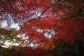 Illuminated autumn leaves in Shuzenji