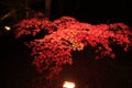 Illuminated autumn leaves in Shuzenji
