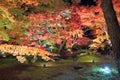 Illuminated autumn trees