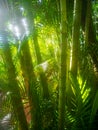 illuminated bamboo surrounded by plants with sun back light Royalty Free Stock Photo