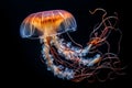 Illuminated beautiful jellyfish