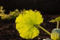 Illuminated big leaf veins closeup Royalty Free Stock Photo