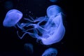 Illuminated blue jellyfish in aquarium Royalty Free Stock Photo