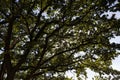 illuminated by bright sunlight, beautiful green oak Royalty Free Stock Photo