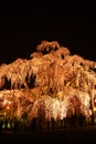 Illuminated cherry tree in Fukushima, Japan Royalty Free Stock Photo