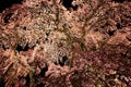 Illuminated cherry tree in Fukushima, Japan