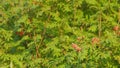 Illuminated by the colors of autumn. Ripe red rowan berries on green branch. Selective focus.