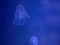 Illuminated comb jellyfish small running light saltwater sea creature