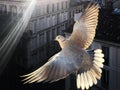 Illuminated eurasian collared dove flying with fully spread wings