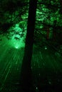 Illuminated forest at CHRISTMAS GARDEN