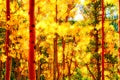 The Illuminated Forest Fall Aspens