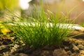 Illuminated fresh Chives bunch in the soil in garden - spring time. Chives flower/plant Wild Chives, Flowering Onion, Chinese Royalty Free Stock Photo