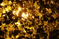 Illuminated gold tree branches against a black night sky background Royalty Free Stock Photo