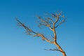 Bare branches of a dead tree against the blue sky Royalty Free Stock Photo