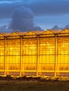 Illuminated industrial greenhouse crop