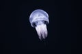 Illuminated jellyfish on black dark background.