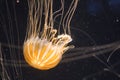 Illuminated jellyfish swimming in dark water Royalty Free Stock Photo