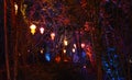 Illuminated Lanterns and Trees