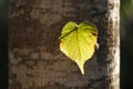 Illuminated leaf in a trunk