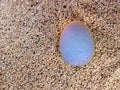 Illuminated natural crystall egg on soft sand, landscape