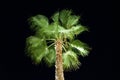 Illuminated palm tree against the background of the night sky. Kolimpia, Rhodes, Greece Royalty Free Stock Photo