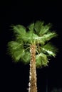 Illuminated palm tree against the background of the night sky. Kolimpia, Rhodes, Greece Royalty Free Stock Photo