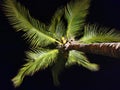 Illuminated palm tree with a very dark sky