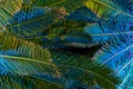 Illuminated palm trees at night - tropical background.