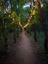 Illuminated path in the forest