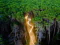 illuminated path through the pine forest