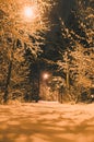 Illuminated pathway in snowbound forest by night