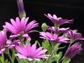 Illuminated pink flowers