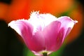 Illuminated pink tulip